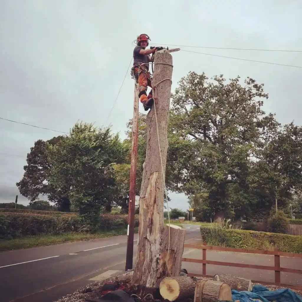 Cheap and Great Commercial Tree Service Savannah, GA!